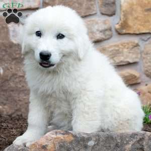 LEGEND, Maremma Sheepdog Puppy